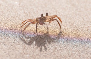 mubarak-crab-fethi
