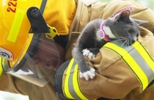 gato_rescate-300x213