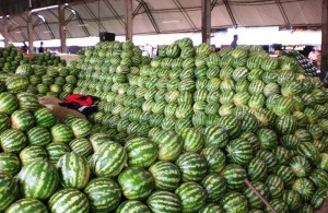 sandias-784670